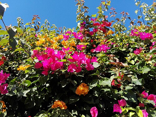 Bougainvillea