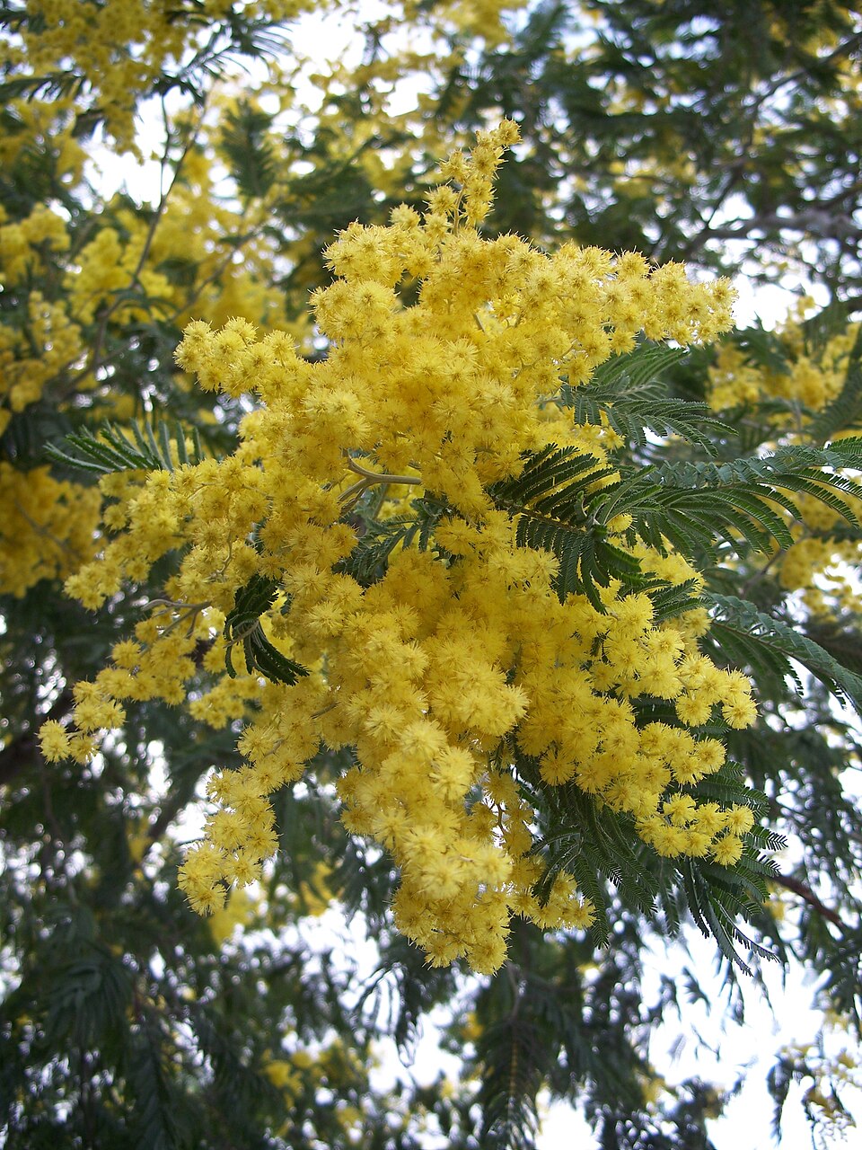 Mimosa flower